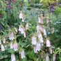 Campanulas_in_the_border