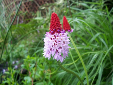 Primula (Primula vialii (Primula))