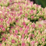 sedum