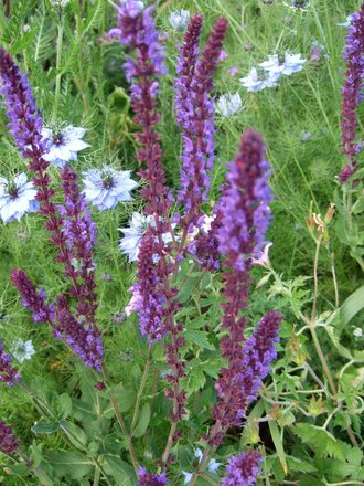 Salvia and Nigella. (Salvia nemerosa)