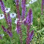 Salvia nemerosa