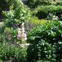 The_pink_campanula_in_its_new_home