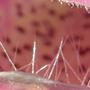 Copy__3__of_garden_273