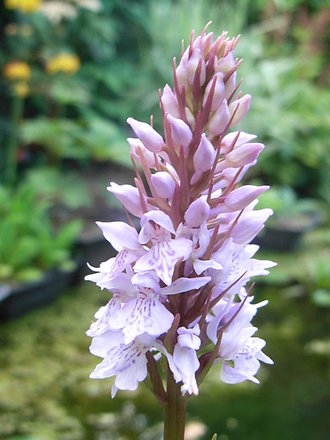 Dactylorhiza fuchsii (Dactylorhiza fuchsii)