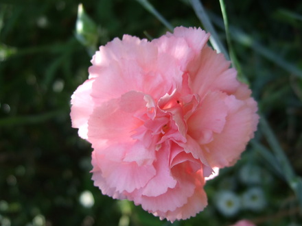 Pale pink Dianthus (Dianthus)