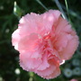 Pale_pink_dianthus