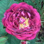 Rosa__tuscany_superb_