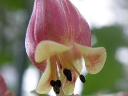 A garden flower photo (Kalanchoe Wendy)