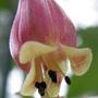 Copy_of_garden_149