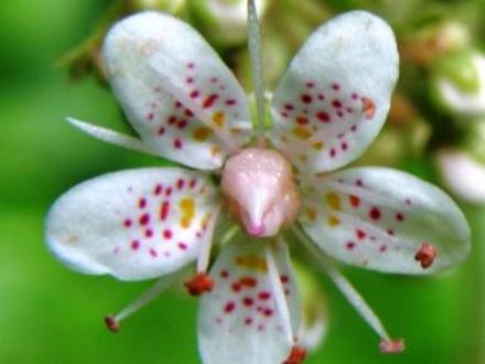 Saxifraga Umbrosa (Saxifraga Umbrosa)