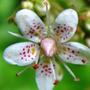Garden_002