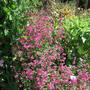 Silene 'Firefly' (Silene)