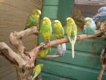 my budgies