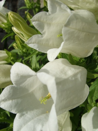 White Campanula (Campanula)