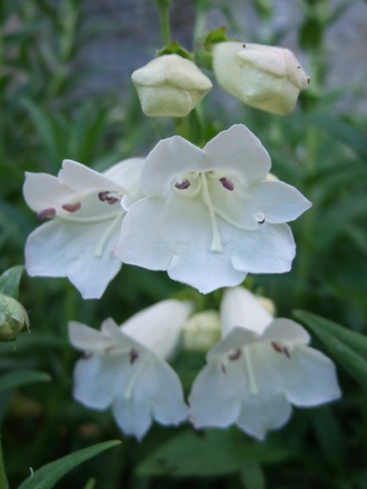 Penstemon 'Snowstorm' (Penstemon 'Snowstorm')