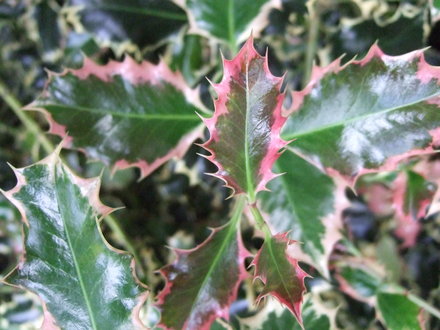 Holly leaves. (Ilex aquifolium)
