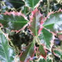 New_holly_leaves