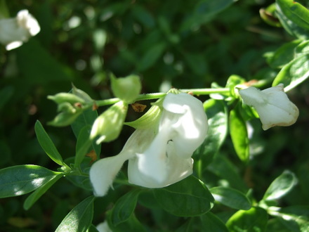 Salvia greggii 'Alba' (Salvia greggii 'Alba')