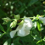 Salvia_greggii__alba_
