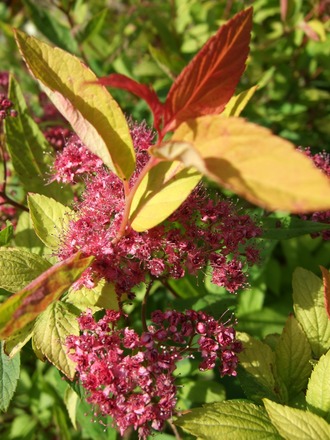 Spiraea 'Goldflame' in flower. (Spiraea japonica (Japanese Spiraea))