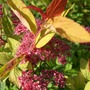 Spiraea__goldflame__in_flower