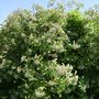 Photinia_full_of_blossom