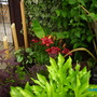 Imgp0066