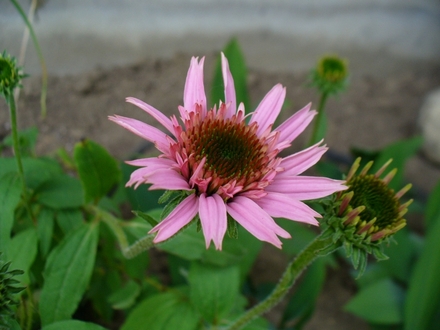 Pink double delight purple coneflower (Echinacea pupurea 'pink double delight')