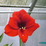Summer_2008_014