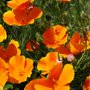 Californian Poppy