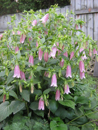 Korean Bellflowers - a Campanula (campanula 