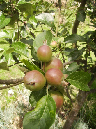 Baby  Apples on Family Apple Tree 06.08 (Malus domestica (Vistabile))