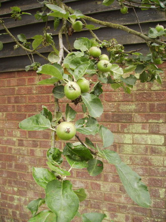 Baby Bramley Apples 06.08 (Malus domestica (Vistabile))