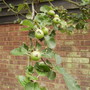 Babybramleyapplesvistabileveggarden16