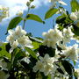 Philadelphus