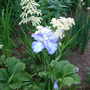 Dscf0010