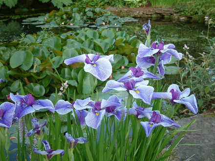 Irises