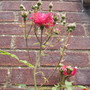Roseclimber_paul_sscarletcloseupshenstoneloungewall15