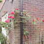 Roseclimber_paul_sscarlet_shenstoneloungewall15