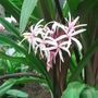 Southport Flower Show 2007 - Amaryllidaceae flower head (Amaryllidaceae ornum Amabile Sumatra)