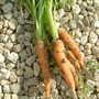 Dscf0025