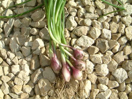purplette spring onions