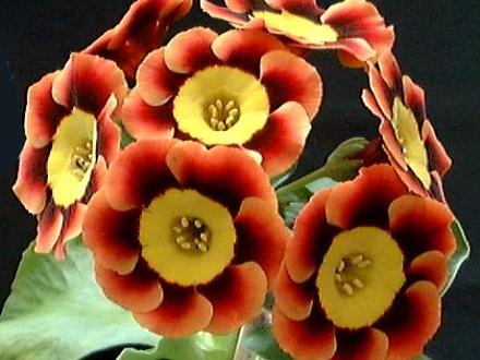 A garden flower photo