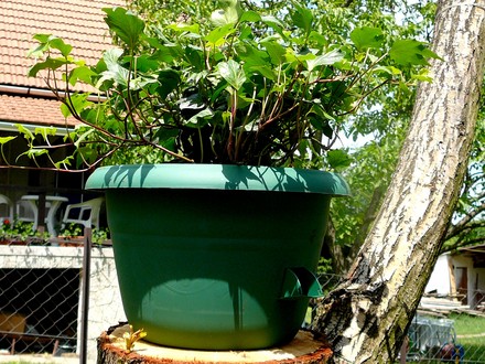 Hedera Helix 