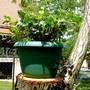 Hedera helix (English ivy)