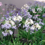 Southport Flower Show 2007 - Agapanthus display (Agapanthus africanus)