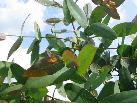 Eucalyptus (Eucalyptus)