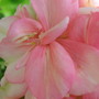 Geranium cinereum