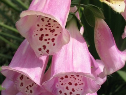 Pink Foxgloves (Digitalis grandiflora)