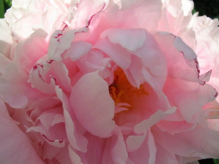 Peony (PaeonyPaconiaceae)